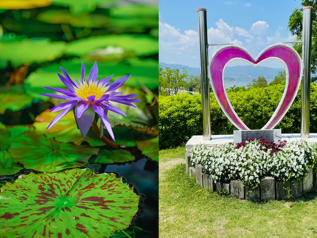 探秘日本草津市立水生植物公園「水之森」，邂逅夢幻自然之境