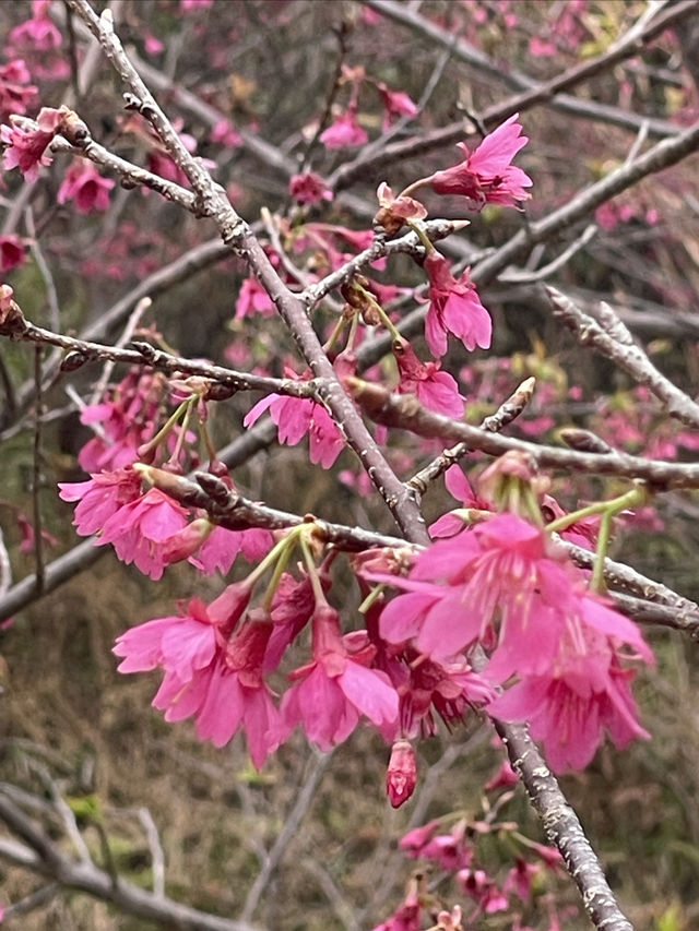 春色緋紅