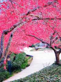 直擊《國家地理》封面級櫻花仙境!