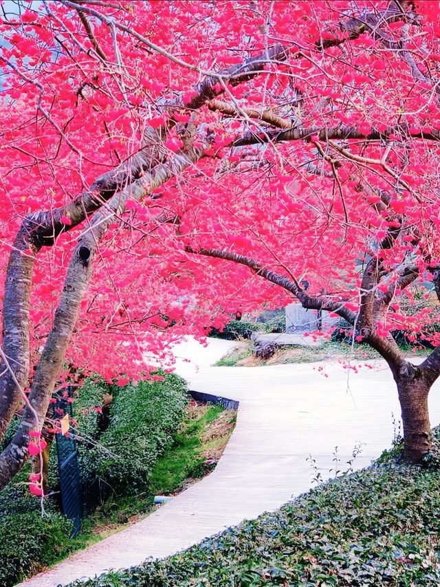 直擊《國家地理》封面級櫻花仙境! 直擊《國家地理》封面級櫻花仙境!