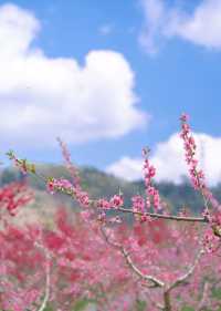 2025年龍泉山賞桃花攻略（附冷門路線推薦）