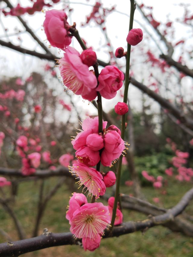 真如公園梅花景