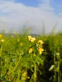 在深圳，一秒走進金黃色油菜花田