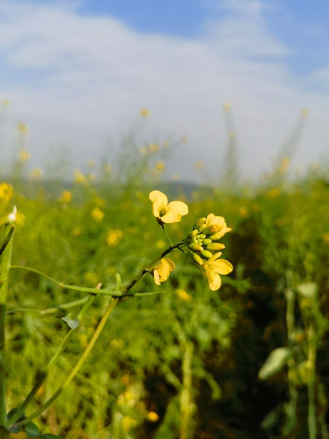 在深圳，一秒走進金黃色油菜花田