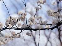長沙春日櫻語,望月拾夢