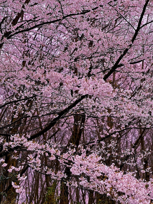 ——貴州平壩的櫻花盛景