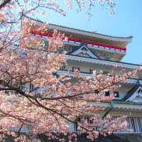 🌸熱海早櫻，春日夢幻出逃地🌸