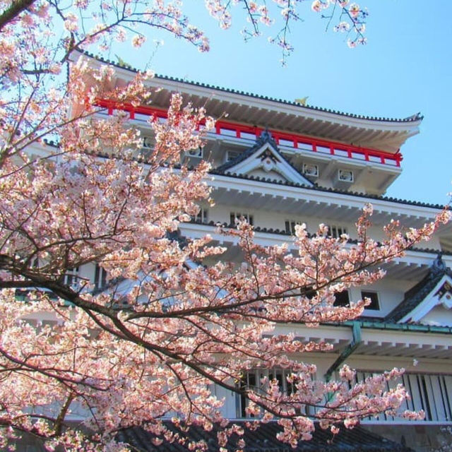 🌸熱海早櫻，春日夢幻出逃地🌸
