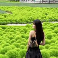 2025北京花海預警🌸收藏這份私藏賞花日曆就夠啦