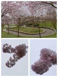 名古屋賞櫻花，春遊名城公園