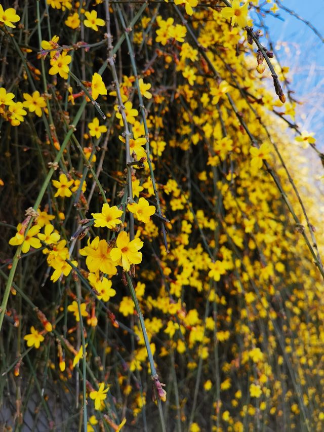 迎春花也能當主角 這裡有一整面的迎春花瀑布牆