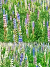 闖進春日油畫！佛山限定魯冰花花海