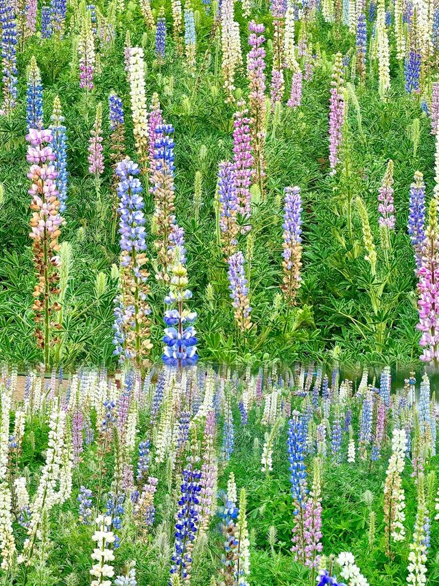 闖進春日油畫！佛山限定魯冰花花海