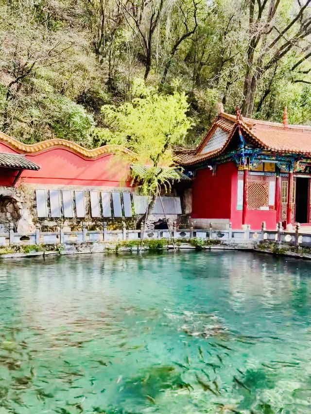 Crabapple blossoms Yu Garden, Kunming