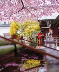 蔵前神社⛩️：春のミモザと桜の共演！