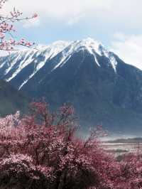 西藏拉薩-日喀則-阿里14天遊 心靈之旅 不去後悔一輩子
