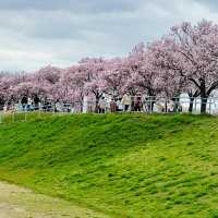 🌸大阪狹山池公園，櫻花爛漫正當時！