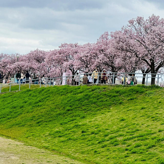 🌸大阪狹山池公園，櫻花爛漫正當時！