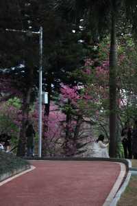 2025年第一波櫻花暴擊預警！~~石門森林公園