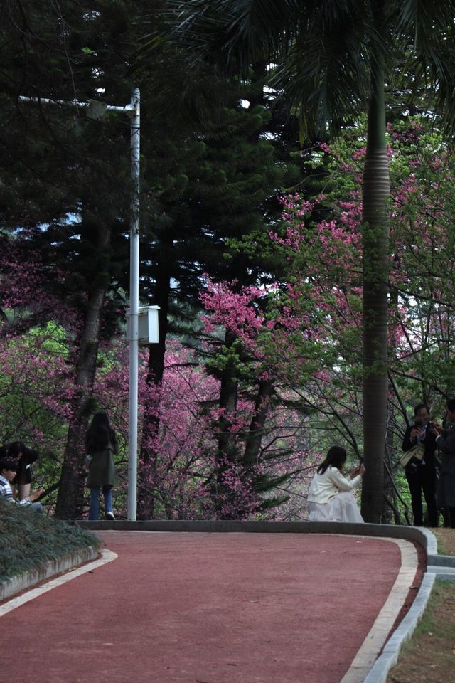 2025年第一波櫻花暴擊預警！~~石門森林公園