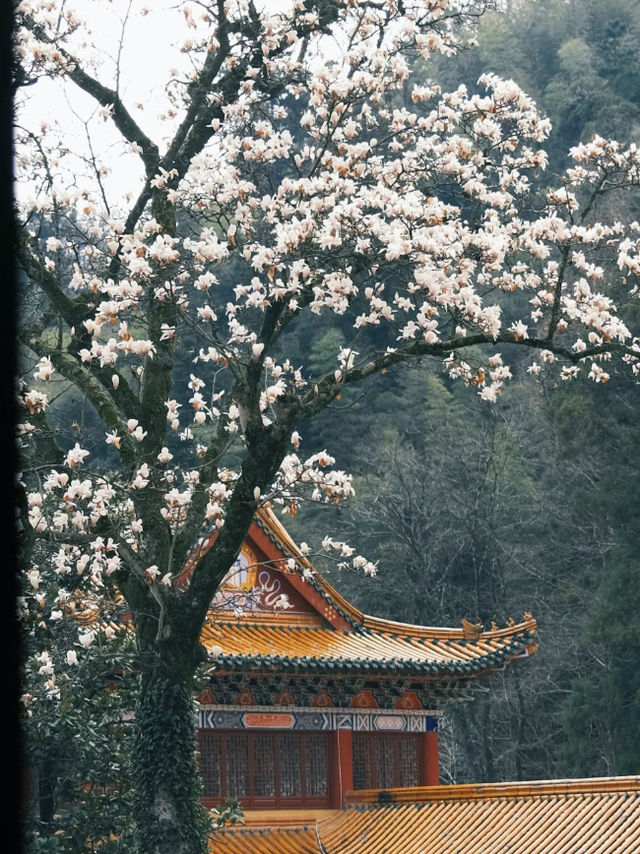 禪源寺｜我願稱之為杭州最美寺院沒有之一！