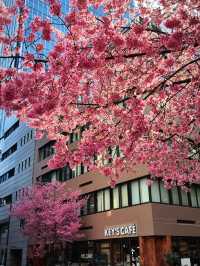 🌸日本橋三越 | 浪漫櫻花已盛大開幕
