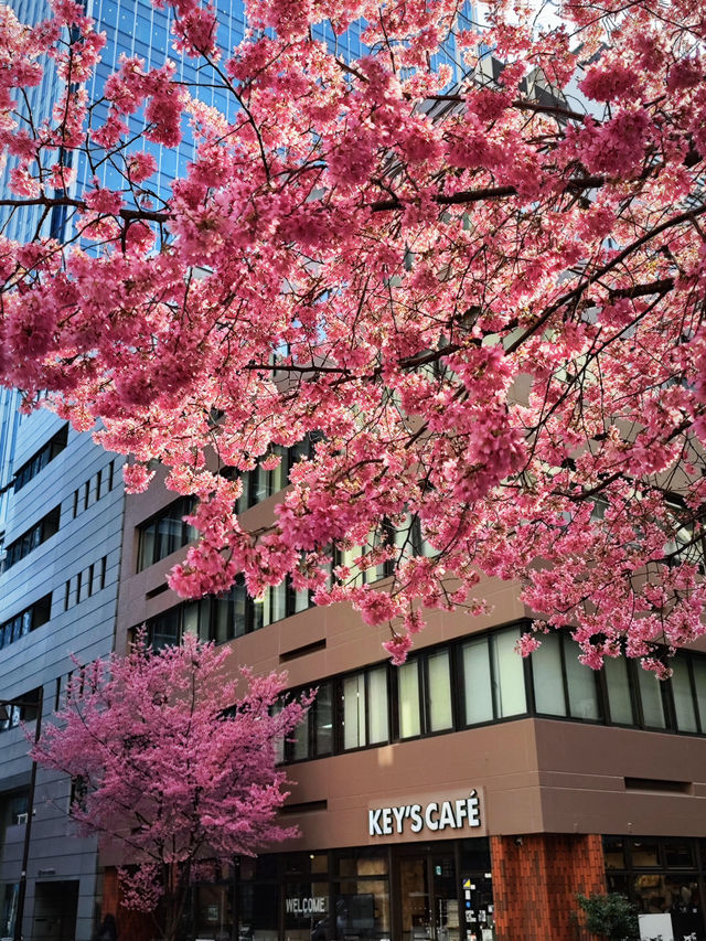 🌸日本橋三越 | 浪漫櫻花已盛大開幕
