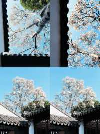 蘇州園林春色濃，玉蘭花開映翠湖。