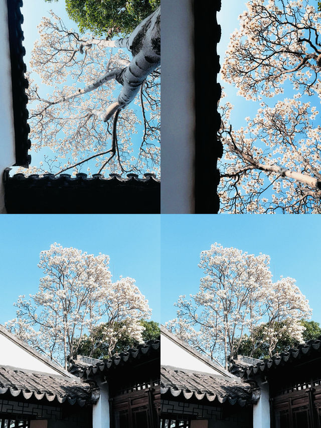 蘇州園林春色濃，玉蘭花開映翠湖。