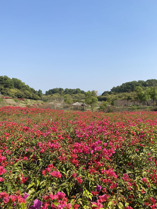 在深圳!一頭扎進漫山遍野的鮮花裡 在深圳!一頭扎進漫山遍野的鮮花裡