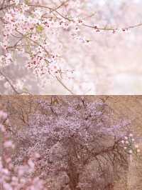 拉薩賞桃花‖假日旅遊避坑攻略