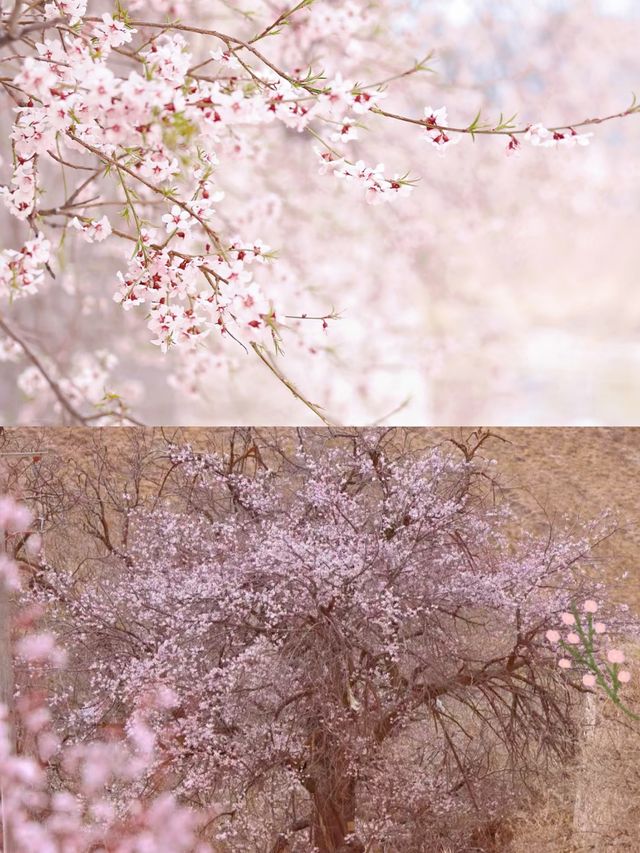 拉薩賞桃花‖假日旅遊避坑攻略