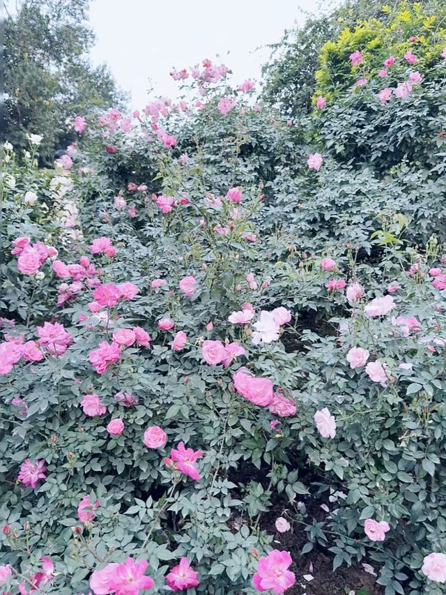 幫你哋踩過點！深圳人民公園最新實拍！