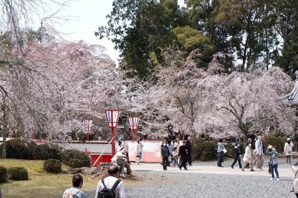 Don't miss out! Daigoji Temple is a cherry blossom paradise!