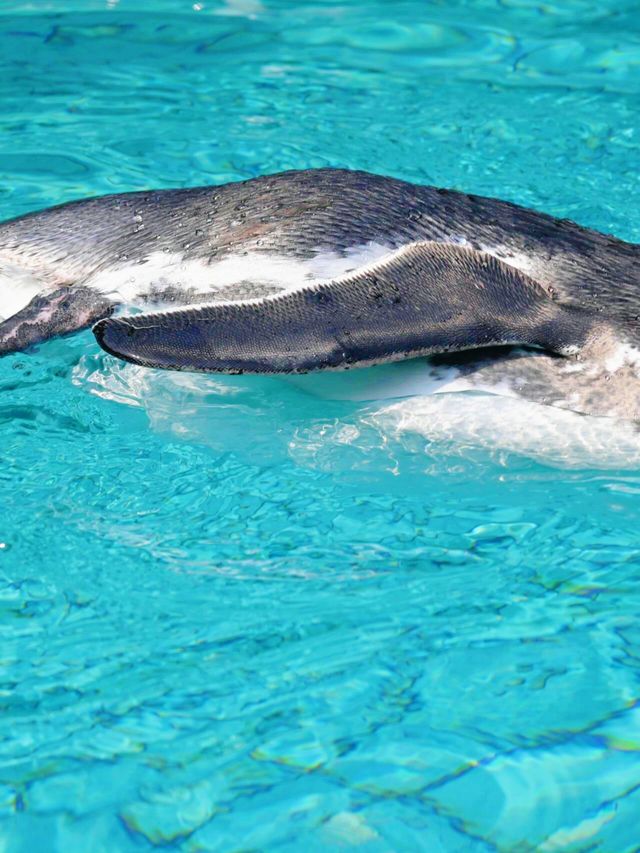上海野生動物園：與動物共度難忘時光