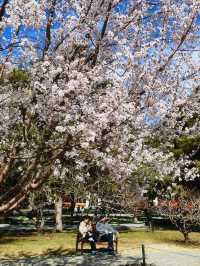 北京賞花｜中山公園這棵山桃花也太美了吧