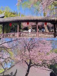 3.23實況，紫竹院杏梅真係好靚🌸