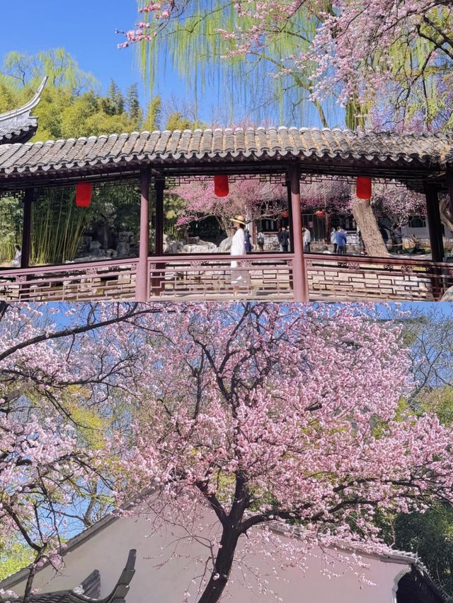 3.23實況，紫竹院杏梅真係好靚🌸