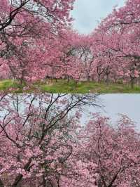 韶關櫻花公園