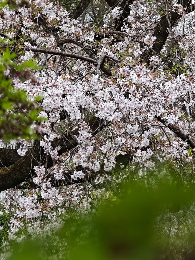 東京櫻花 六義園 滿開 櫻吹雪 3月28日