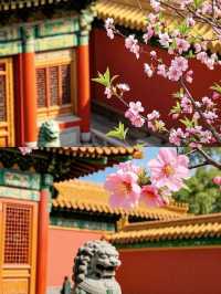 故宮賞花全攻略，錯過等一年！