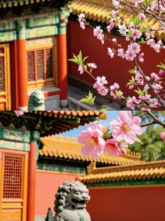 故宮賞花全攻略，錯過等一年！