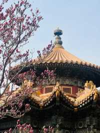 北京故宮｜春天紫禁城賞花季