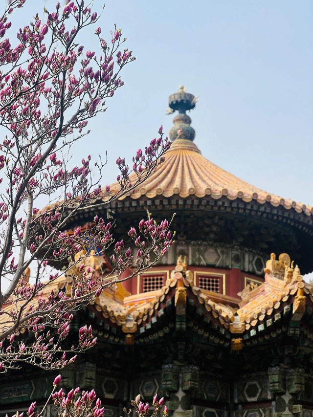 北京故宮｜春天紫禁城賞花季