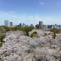 福岡舞鶴公園，邂逅夢幻櫻海