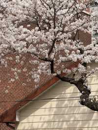 濟州櫻花季 | 新山公園的浪漫花事🌸