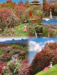 高鐵直達！這片漫山杜鵑花海，美到我失語