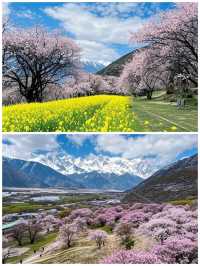 林芝，藏在雪域高原的桃花源