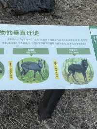 Panda Base Volunteer Experience - Mountain Day Tour 