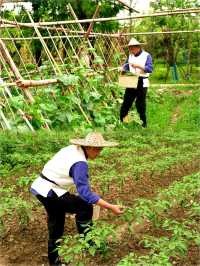 入住有機農場！這才是真正的「從農場到餐桌」